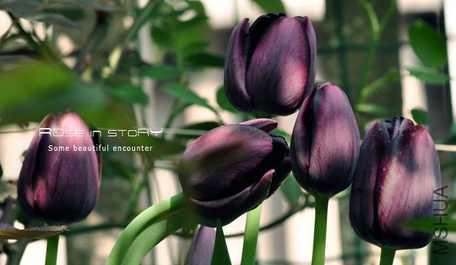 rose in story (348).jpg