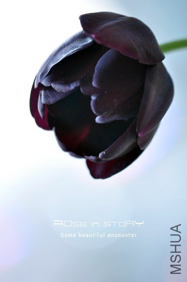 Tulipa queen of night&blue diamond (7).jpg