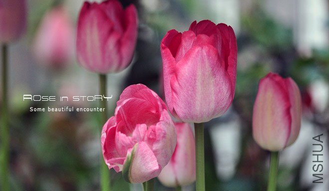 rose in story (166).jpg