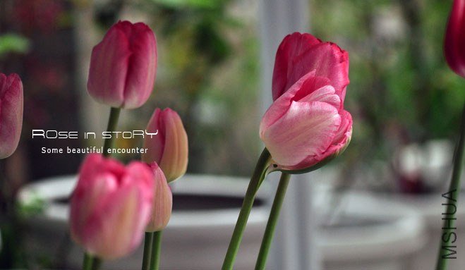 rose in story (280).jpg