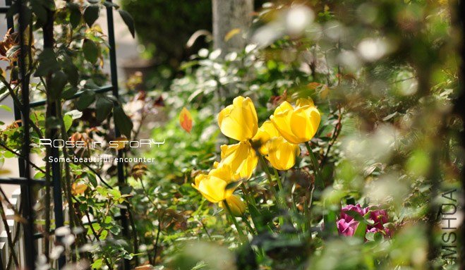 rose in story (32).jpg