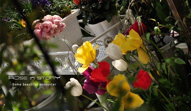 rose in story (39).jpg
