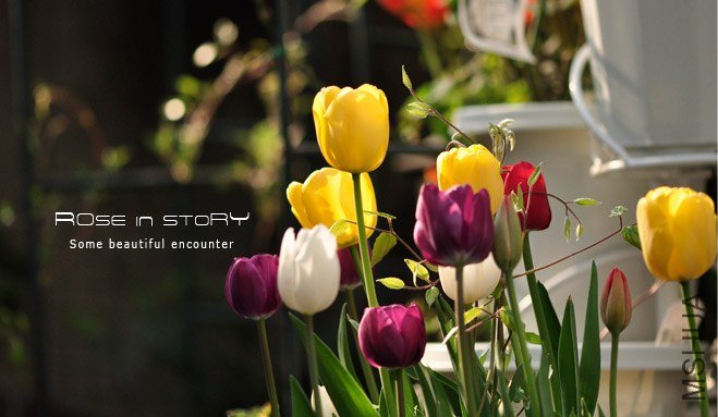 rose in story (253).jpg