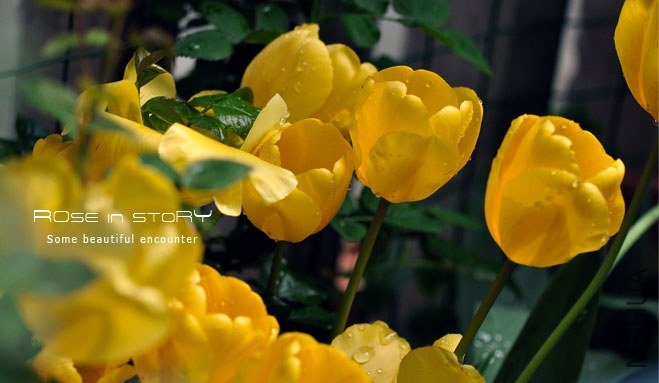 rose in story (315).jpg