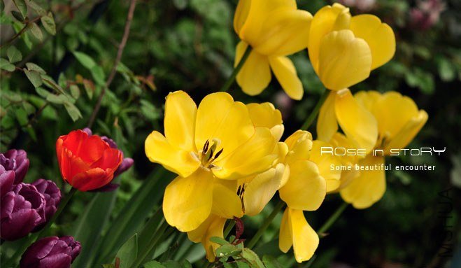 rose in story (316).jpg