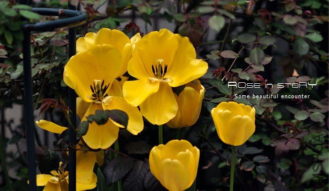 rose in story (317).jpg