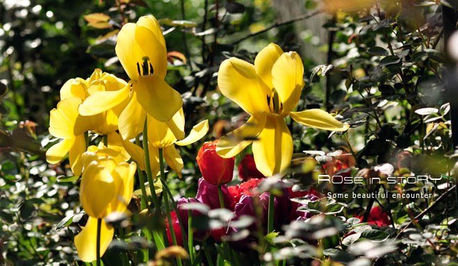 rose in story (339).jpg