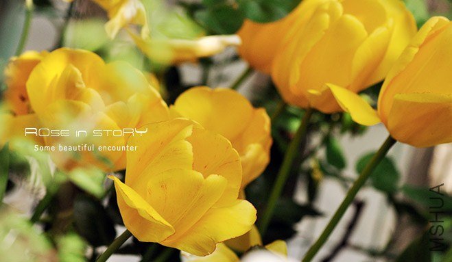 rose in story (363).jpg