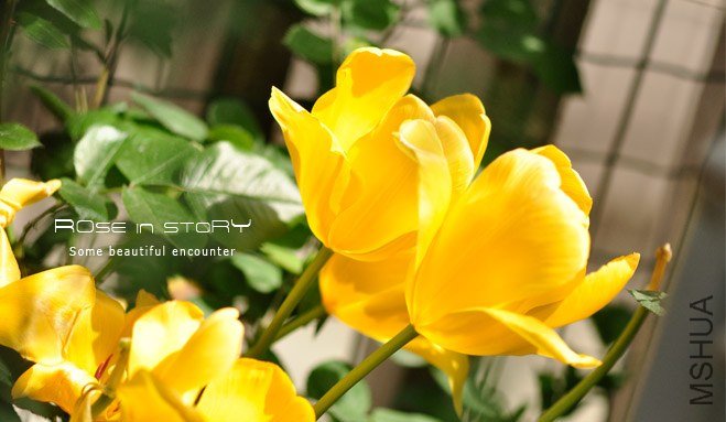 rose in story (451).jpg