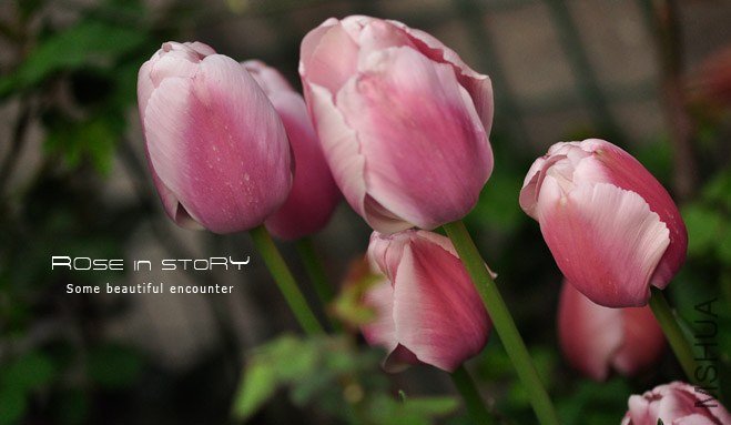 rose in story (160).jpg