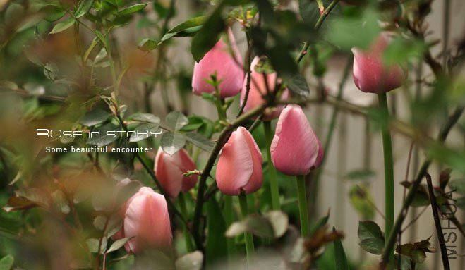 rose in story (213).jpg