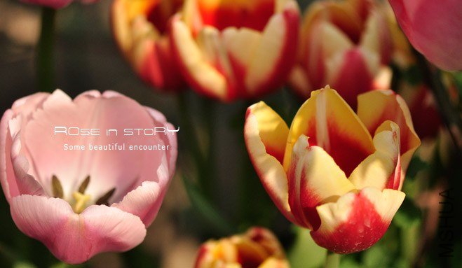 rose in story (258).jpg