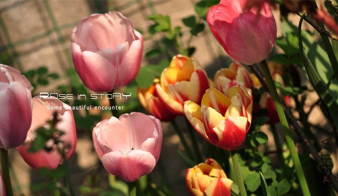 rose in story (282).jpg