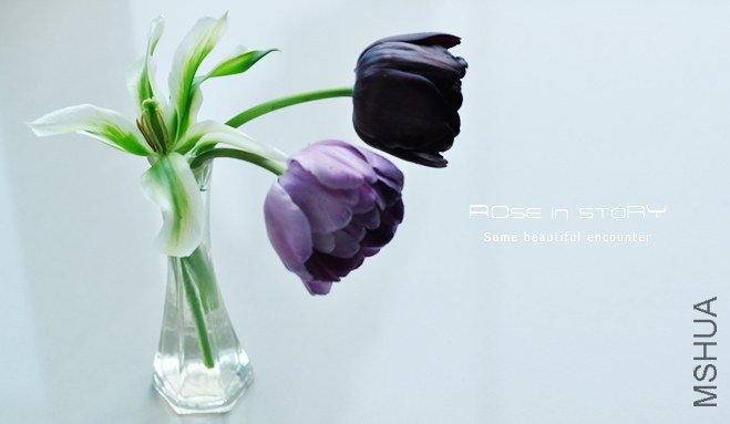 Tulipa Green Star (1).jpg