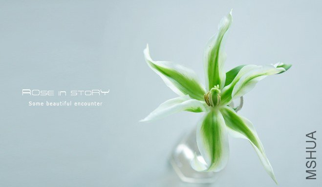 Tulipa Green Star (2).jpg