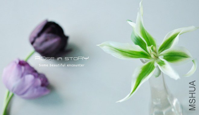 Tulipa Green Star (3).jpg