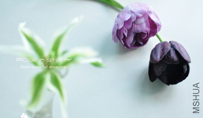 Tulipa Green Star (4).jpg