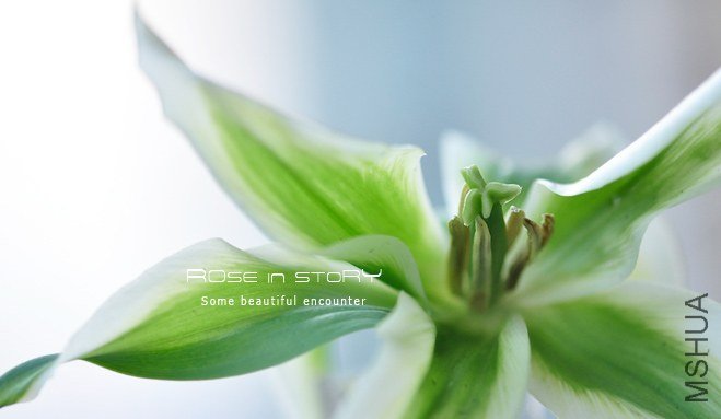 Tulipa Green Star (5).jpg