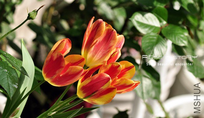 rose in story (699).jpg