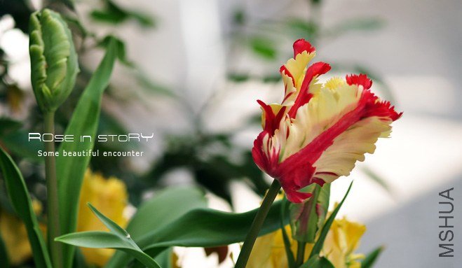 rose in story (601).jpg