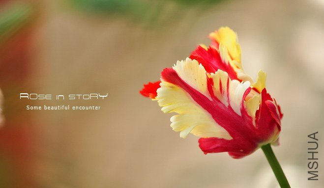 rose in story (602).jpg