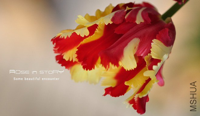 rose in story (603).jpg