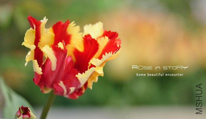 rose in story (604).jpg