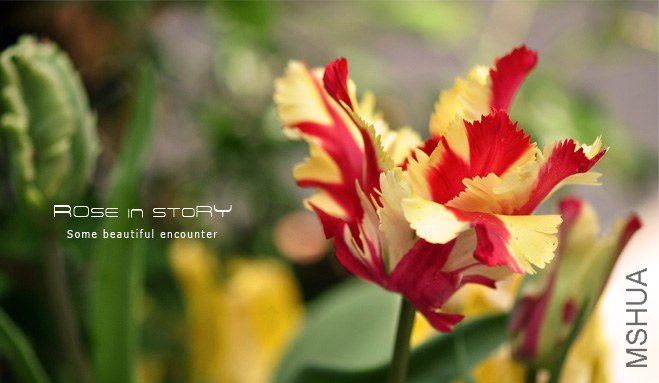 rose in story (638).jpg