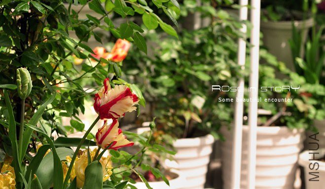 rose in story (651).jpg