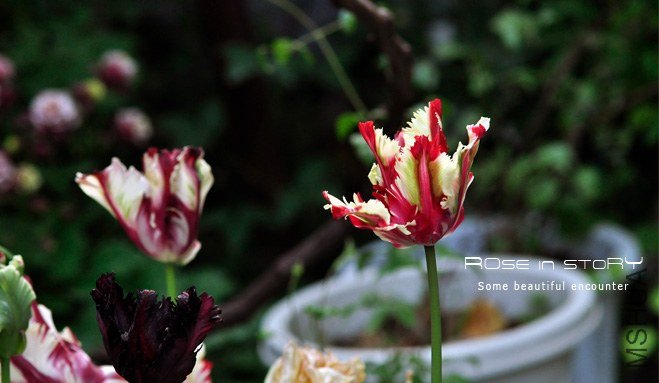 rose in story (734).jpg