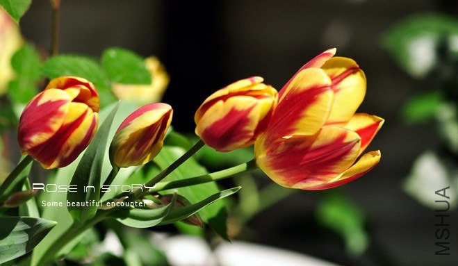 rose in story (612).jpg