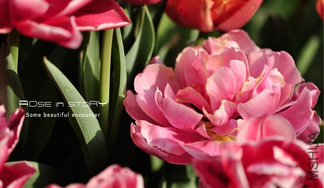 rose in story (641).jpg