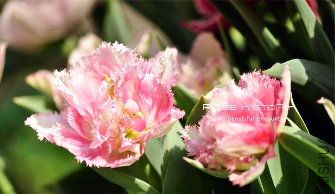 rose in story (634).jpg