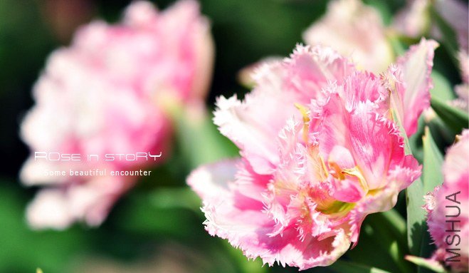 rose in story (635).jpg