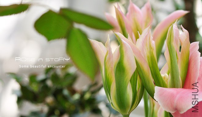 rose in story (504).jpg