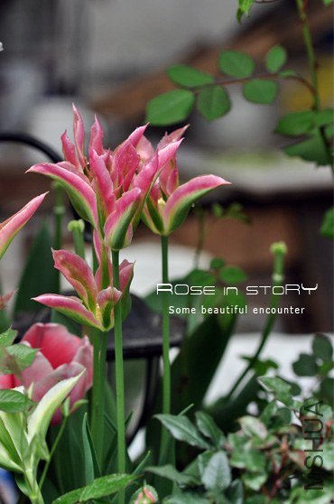 rose in story (528).jpg