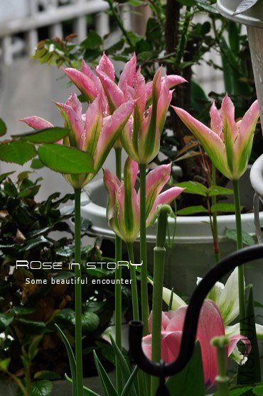 rose in story (529).jpg