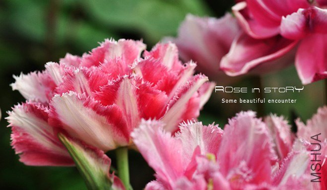 rose in story (706).jpg