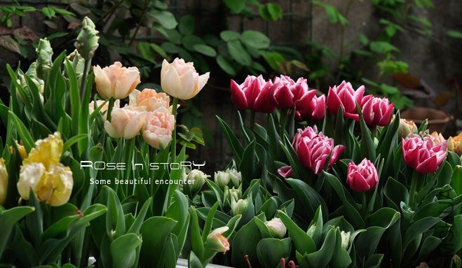 rose in story (510).jpg