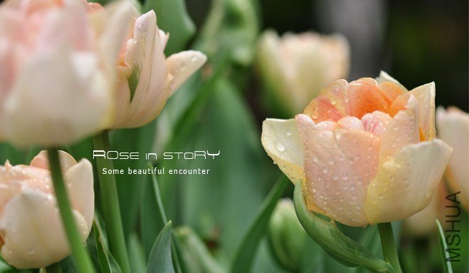 rose in story (522).jpg