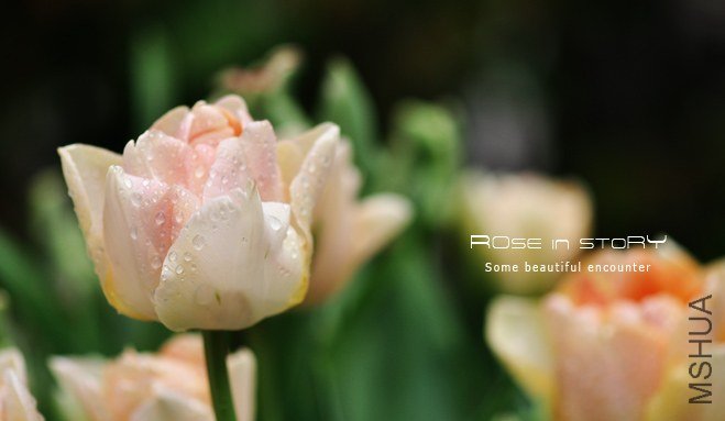 rose in story (526).jpg