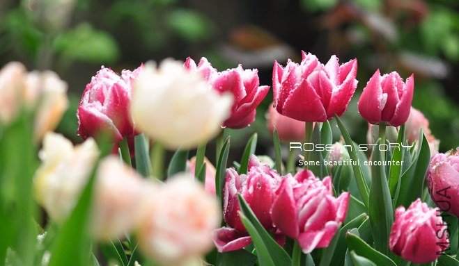 rose in story (569).jpg