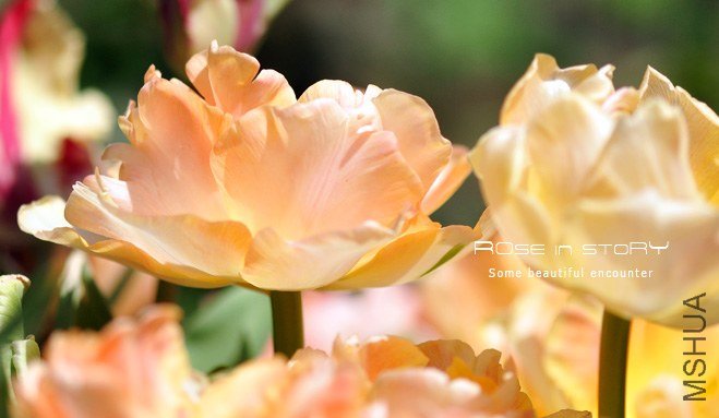 rose in story (608).jpg