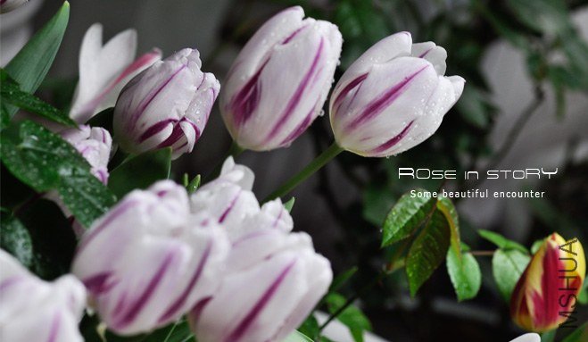 rose in story (478).jpg