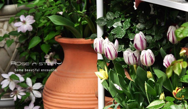 rose in story (647).jpg