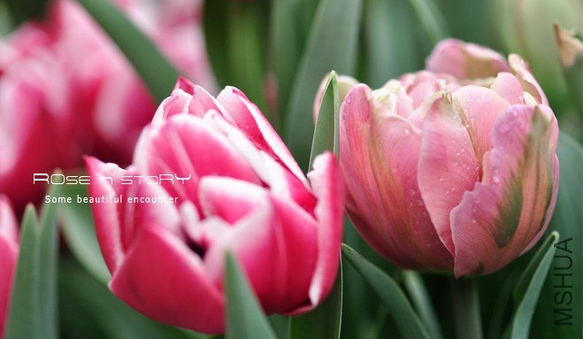 rose in story (523).jpg