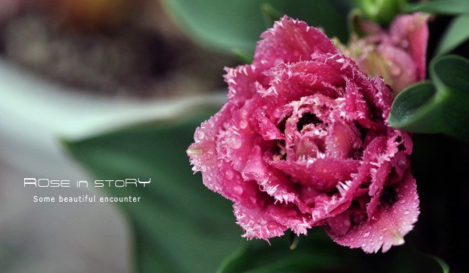 rose in story (572).jpg