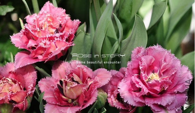 rose in story (642).jpg