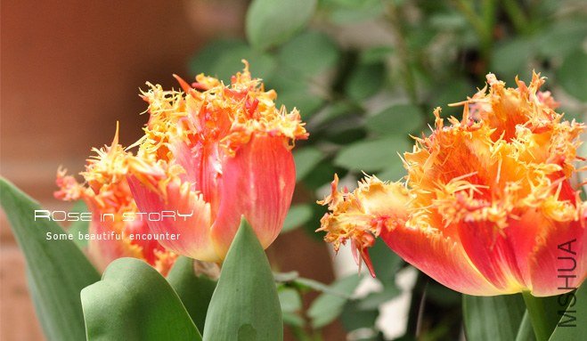 rose in story (421).jpg