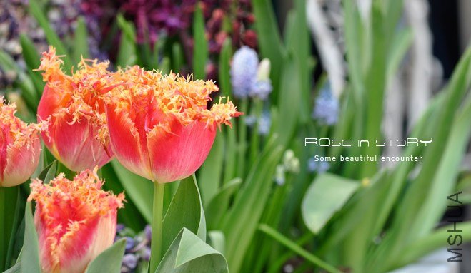 rose in story (471).jpg